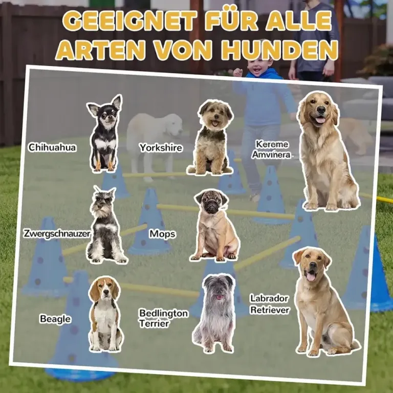 Agilityset Hund 6 Hinder Blå Plast för Träning 80 cm