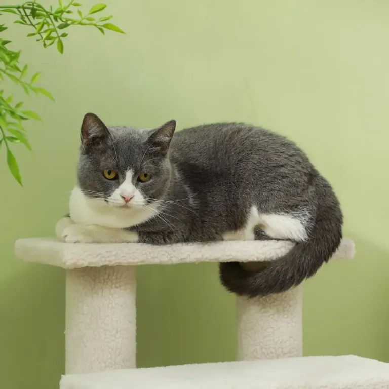 Djurtrappa 4 Steg Plysch för Hundar Katt Beige