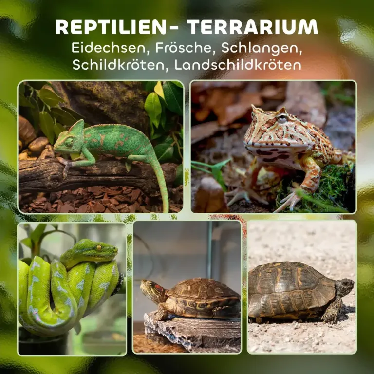 Glasterrarium för Reptiler med Upphöjd och Bas och Knapplås