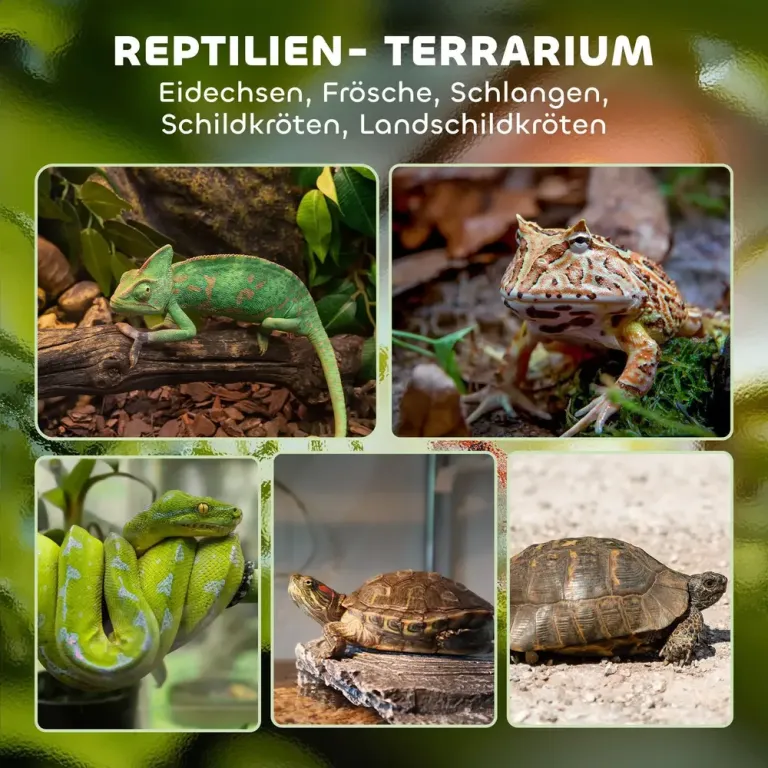 Glasterrarium för Reptiler med Upphöjd och Bas och Knapplås