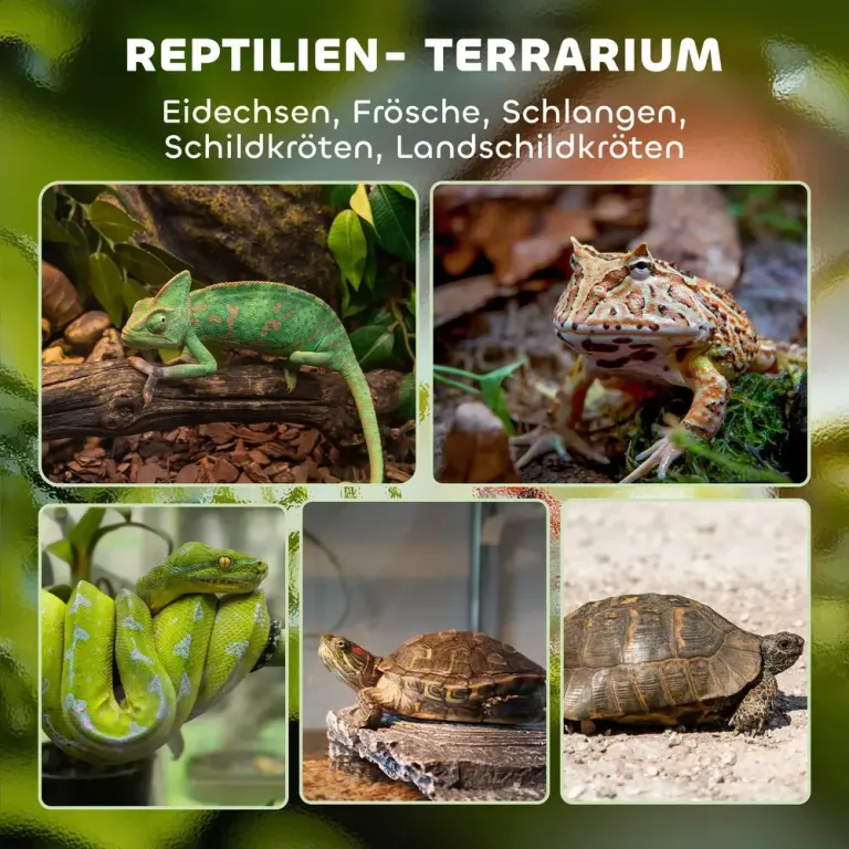 Glasterrarium för Reptiler med Upphöjd och Bas och Knapplås